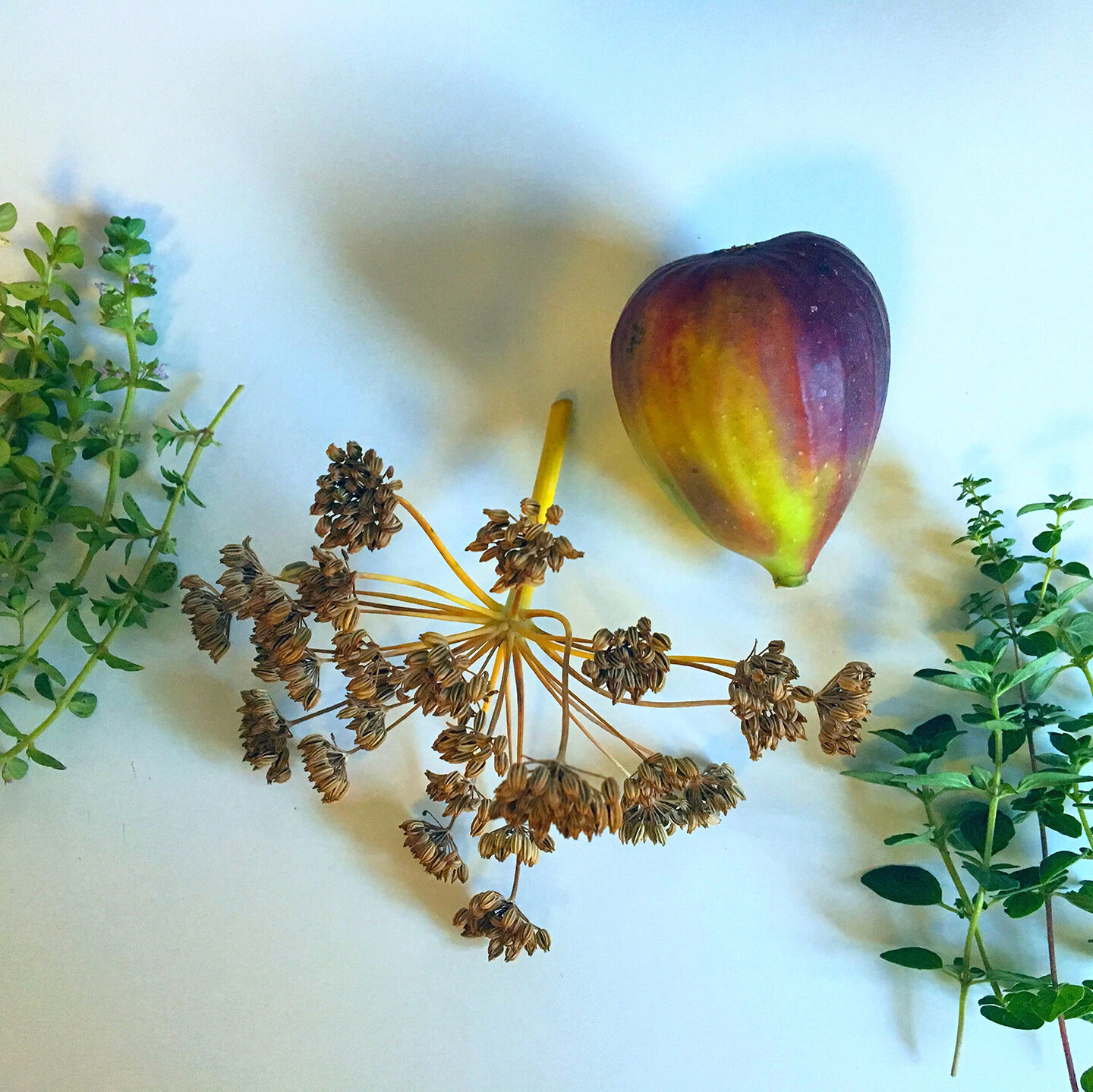 Plant Table